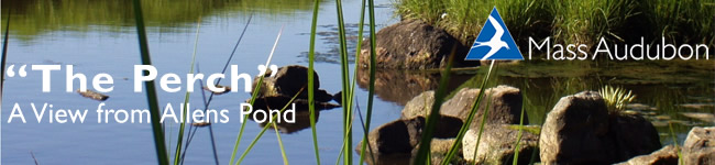 The Perch - A View from Allens Pond