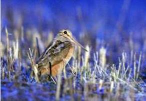 Woodcock